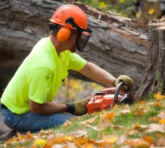 tree services Center City